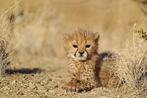 Acinonyx Gallery: Cheetah - resting 41 days old male cub