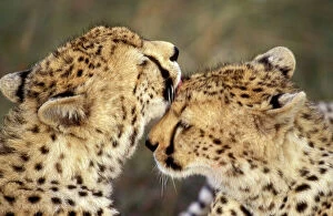 Cheetah Collection: Cheetah - two showing affection. Maasai Mara - Kenya