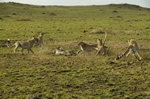 Images Dated 7th September 2003: Cheetahs LA 625 Transmara, Maasai Mara, Kenya Acinonyx jubatus © J. M. Labat / ardea.com
