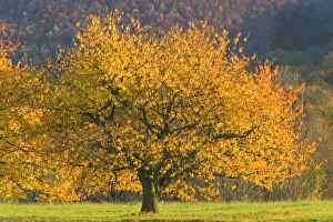 cherry tree - beautiful cherry tree with brightly coloured orange and yellow autumn foliage grows on a meadow cherry tree - beautiful cherry tree with brightly coloured orange and yellow autumn foliage grows on a meadow