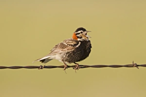 Chestnut-collared Longspur - adult male calling from barbed wire fence Chestnut-collared Longspur - adult male calling from barbed wire fence