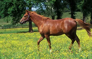 Chestnut Horse - Selle Francais - in meadow Chestnut Horse - Selle Francais - in meadow