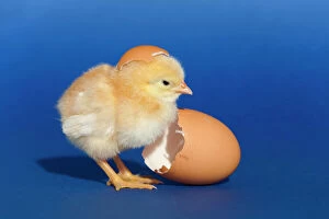 Easter Gallery: Chick with an egg shell