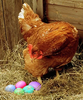 Easter Gallery: Chicken