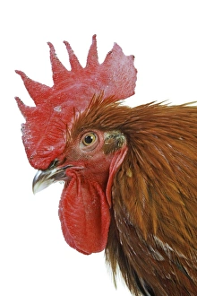Chicken - Black copper Maran in studio Chicken - Black copper Maran in studio