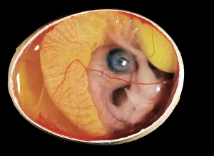 Chicken chick - 10 day old embryo in egg Chicken chick - 10 day old embryo in egg