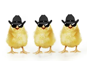 Chicken, Three Chicks wearing Cowboy hats and sunglasses, smiling, laughing, cool chicks Date: 01-01-1904 Chicken, Three Chicks wearing Cowboy hats and sunglasses, smiling, laughing, cool chicks Date: 01-01-1904