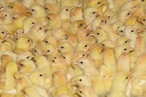 Images Dated 17th December 2005: Chicken Farm - mass of battery chicks being raised