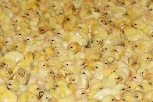 Images Dated 17th December 2005: Chicken Farm - mass of battery chicks being raised
