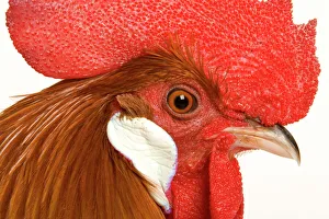 Chicken - Gallic Rooster / Cockerel - close-up of face Chicken - Gallic Rooster / Cockerel - close-up of face