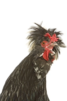 Chicken - Houdan breed - calling Chicken - Houdan breed - calling
