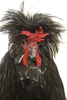 Chicken - Houdan breed - in studio Chicken - Houdan breed - in studio