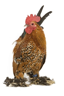 Chicken - millefleur sablepoot in studio Chicken - millefleur sablepoot in studio