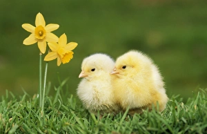 CHICKEN - X2 chicks with daffodils CHICKEN - X2 chicks with daffodils
