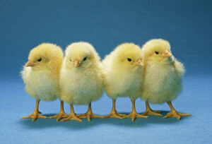 Four Collection: Chickens - x 4 Chicks