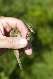 Chiffchaff - in hand - ringing the birds for the