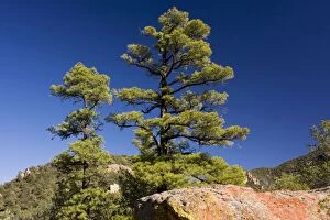 Images Dated 24th December 2008: The Chihuahua Pine Pinus leiophylla var. chihuahuana with red volcanic rock, South Creek Canyon