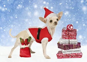Images Dated 6th July 2008: Chihuahua wearing Christmas outfit and hat with