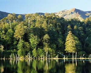 Chile - Luguna Captren surrounded by cool temperate Rainforest dominated by Nothofagus Chile - Luguna Captren surrounded by cool temperate Rainforest dominated by Nothofagus