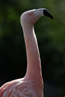 Chilean Flamingo - detailed study of neck and head Chilean Flamingo - detailed study of neck and head