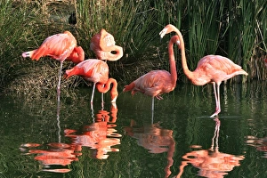 Chilean Flamingo - group in water Chilean Flamingo - group in water