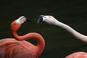 Chilean Flamingo (Phoenicopterus ruber chilensis) and Greater Flamingo - Squabbling over Chilean Flamingo (Phoenicopterus ruber chilensis) and Greater Flamingo - Squabbling over