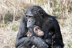 Chimpanzee - adult cuddling baby Chimpanzee - adult cuddling baby