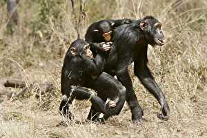 Chimpanzee - adult giving piggy-back to young, sibling jealousy Chimpanzee - adult giving piggy-back to young, sibling jealousy