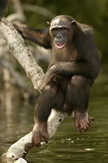 Images Dated 22nd January 2004: Chimpanzee Climbing on branches above water Concuati, Congo, Central Africa