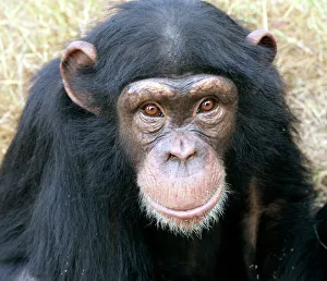 Chimpanzee - close-up of face Chimpanzee - close-up of face