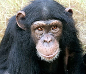 Images Dated 16th July 2004: Chimpanzee - close-up of face. Chimfunshi Chimp Reserve - Zambia - Africa
