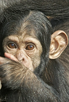 Chimpanzee - close-up of face of young Chimpanzee - close-up of face of young