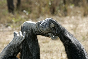 Chimpanzee - close-up of hand and foot Chimpanzee - close-up of hand and foot