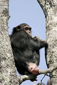 Chimpanzee - female in oestrus Chimpanzee - female in oestrus