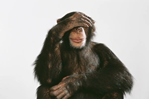 Chimpanzee - hand over eyes See No Evil Chimpanzee - hand over eyes See No Evil