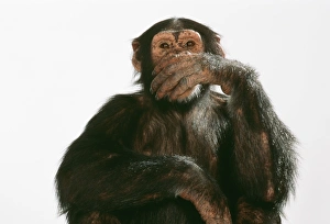 Chimpanzee - hand over mouth Speak No Evil Chimpanzee - hand over mouth Speak No Evil