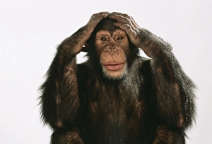 Chimpanzee - hands over ears Hear No Evil Chimpanzee - hands over ears Hear No Evil