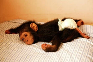CHIMPANZEE - lying on bed at Orphanage / Nursery for young chimpanzees
