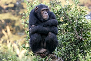 Chimpanzee - perched on branch Chimpanzee - perched on branch