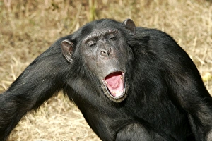 Chimpanzee - showing aggression Chimpanzee - showing aggression