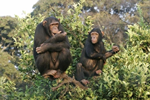 <b class=qtipBold><figcaption>Chimpanzee - two in tree</figcaption></b><br>WAT-9496 Chimpanzee - two in tree Chimfunshi Wildlife Orphanage - Zambia - Africa Pan troglodytes Chimfunshi Wildlife Orphanage is recognised as the world s largest dedicated sanctuary for orphaned chimps. As chimpanzees are not indigenous to Zambia it is not possible to free-release them locally, therefore 2, 000 acres of forest land has been designated to the chimps. M. Watson Please note that prints are for personal display purposes only and may not be reproduced in any way.<br><em>© M.Watson/ardea.com</em> Chimpanzee - two in tree