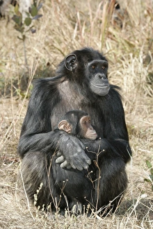 Chimpanzee - two, adult with young Chimpanzee - two, adult with young