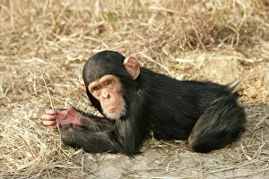 Chimpanzee - young Chimpanzee - young