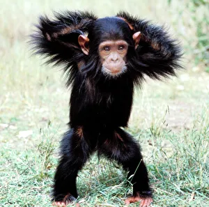 Chimpanzee - young, with arms on head Chimpanzee - young, with arms on head