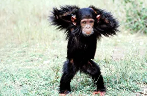 Chimpanzee - young, with arms on head Chimpanzee - young, with arms on head