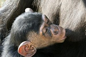 Chimpanzee - young suckling Chimpanzee - young suckling