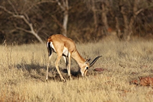 Chinkara / Indian Gazelle - feeding Chinkara / Indian Gazelle - feeding
