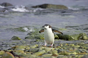 Images Dated 26th October 2006: Chinstrap Penguin - Coming ashore South Orkneys, Antarctica BI007618.tif