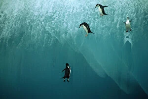 Chins trap Penguin - jumping off blue iceberg