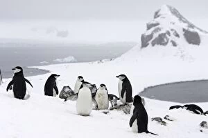 Images Dated 30th October 2006: Chinstrap Penguins. Half Moon Island - Antarctic Peninsula